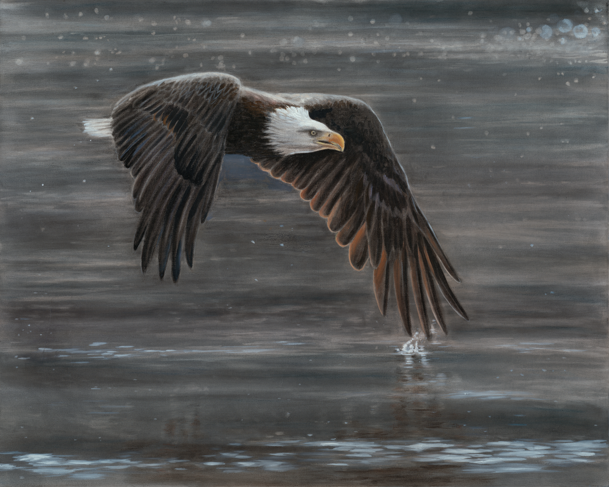 Bald Eagle
