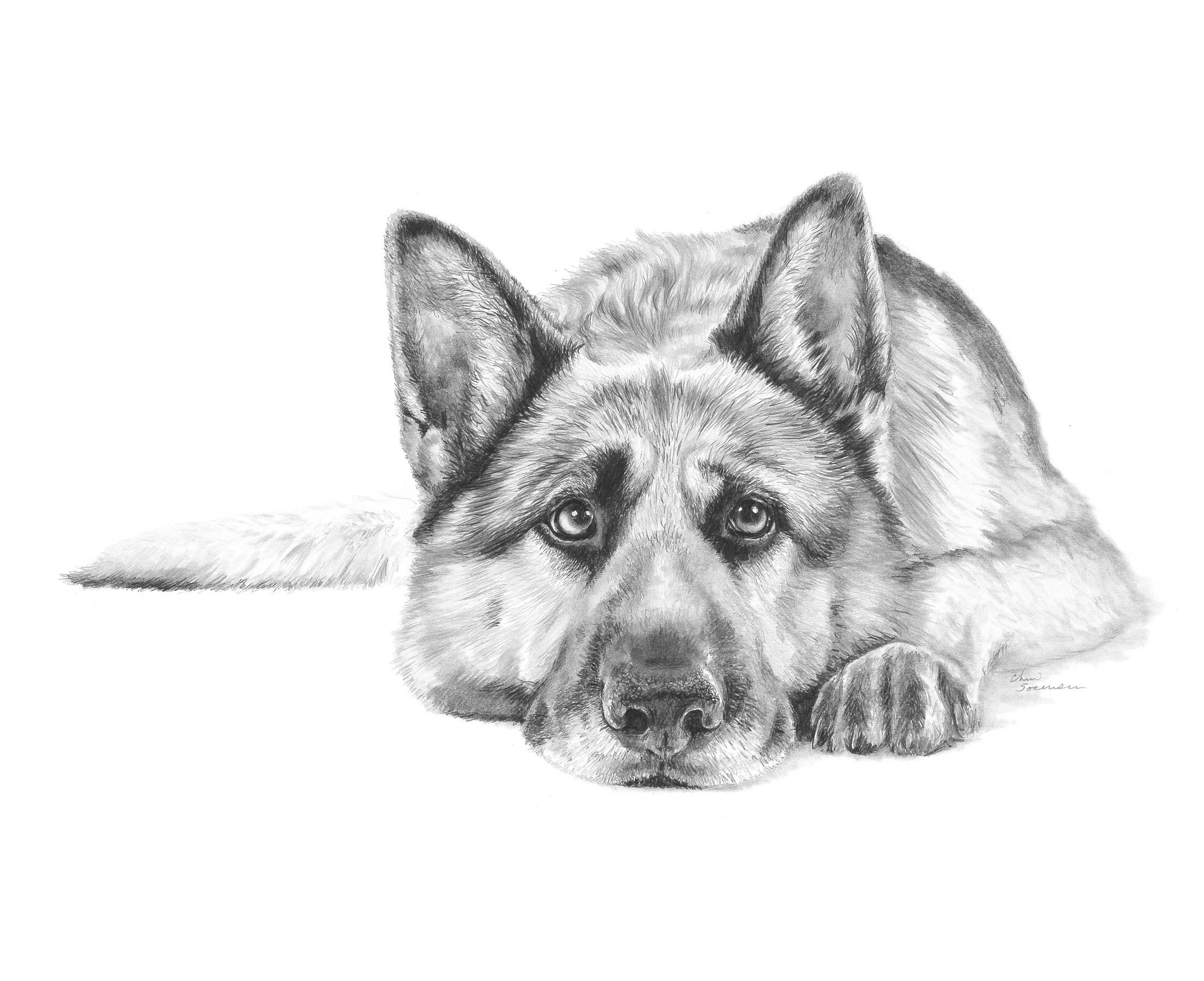 German Shepard