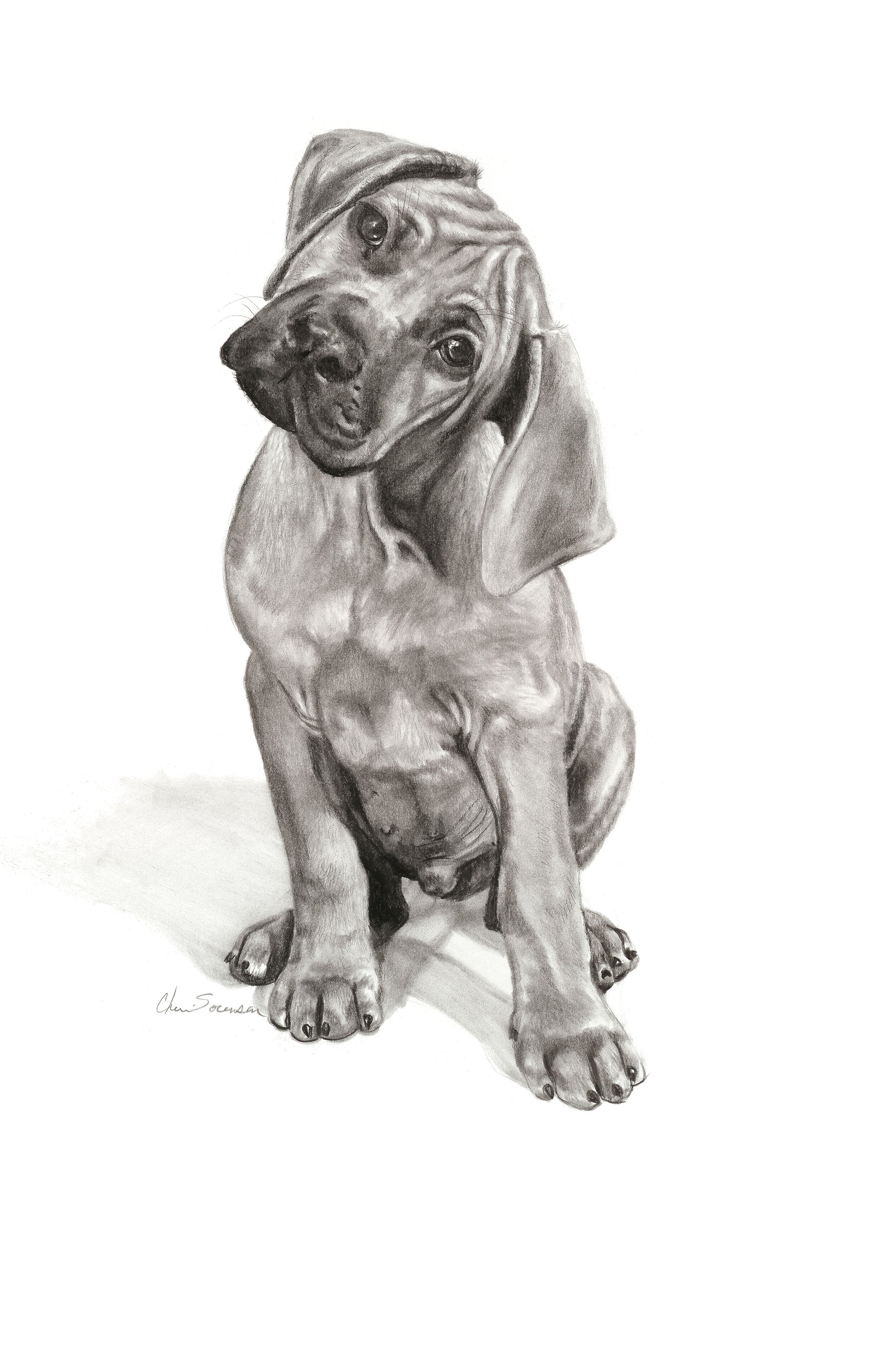 Curious Puppy