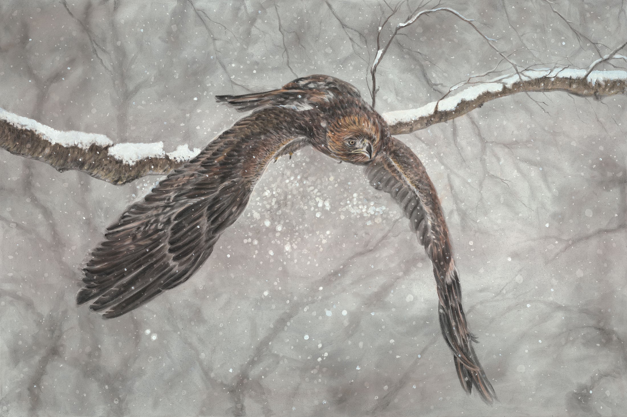 Winter Hawk