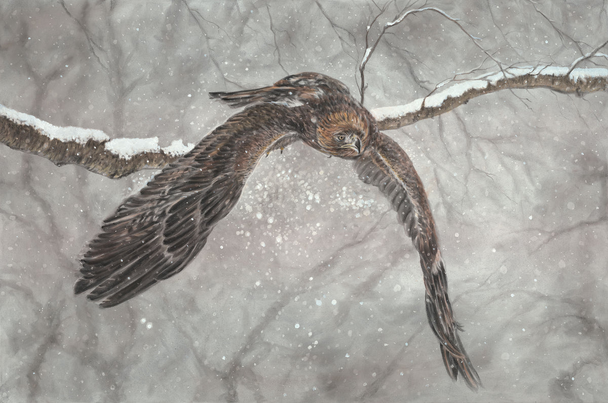 Winter Hawk