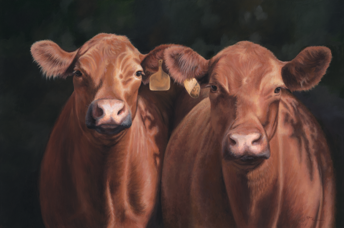 Red Angus Pair
