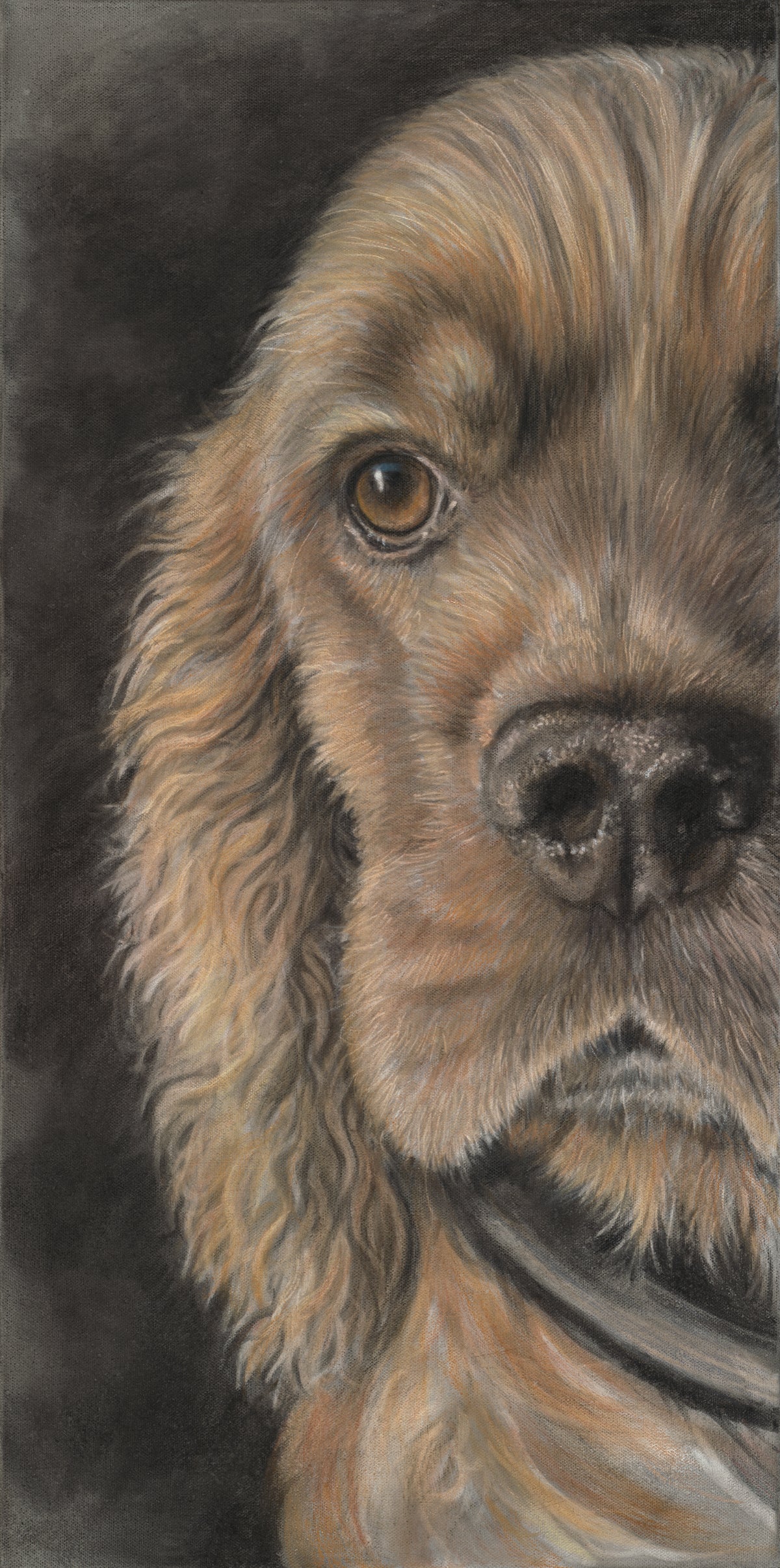 Cocker