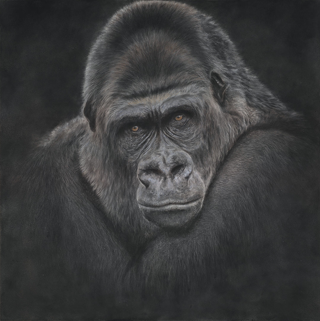 Gorilla