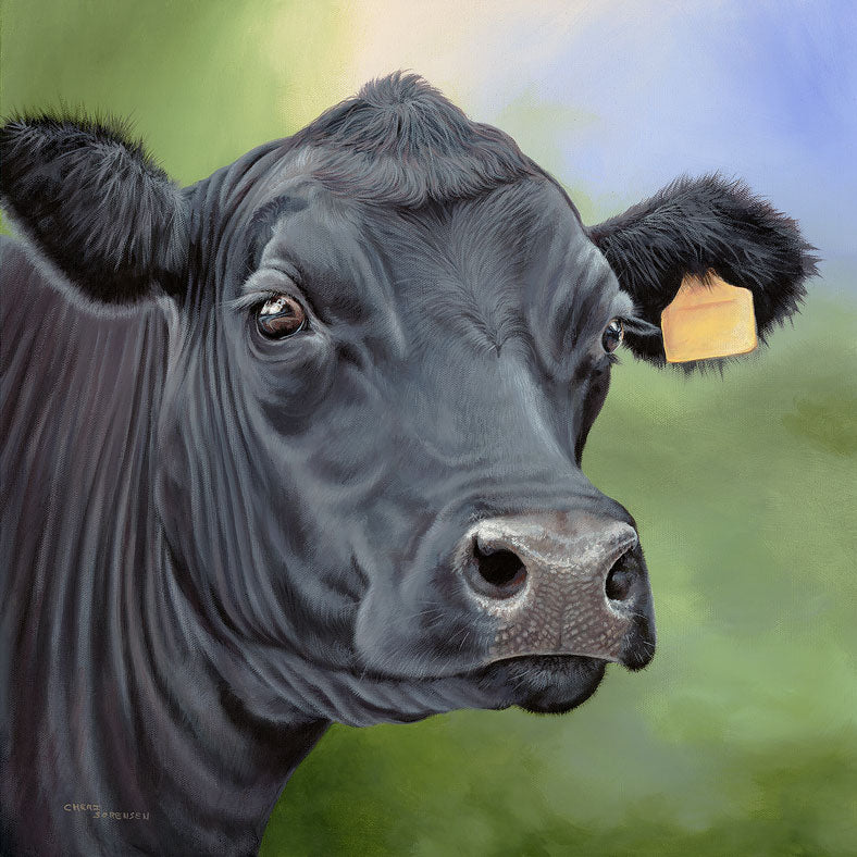 Angus Cow