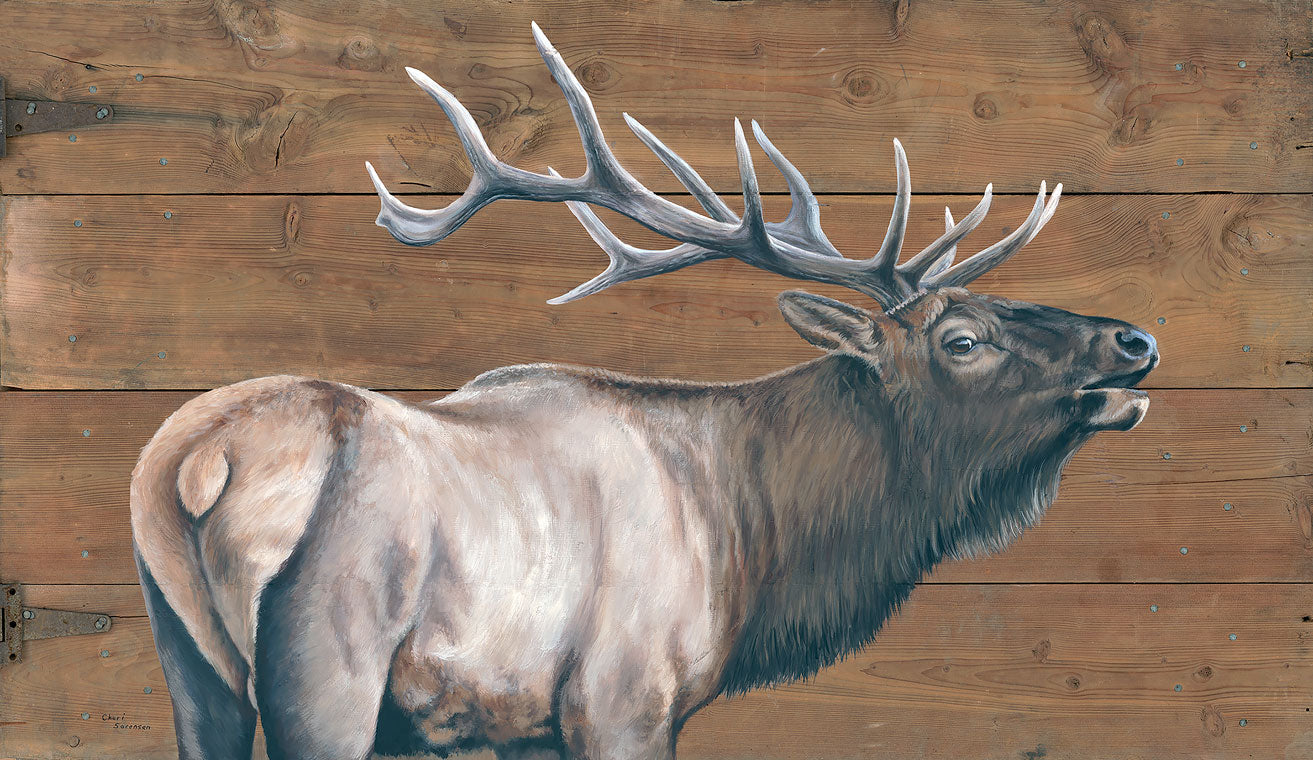 Elk on Barndoor