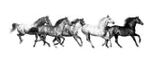 Gallop