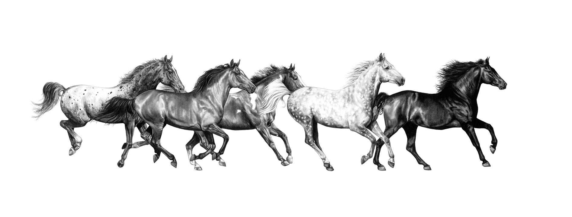 Gallop