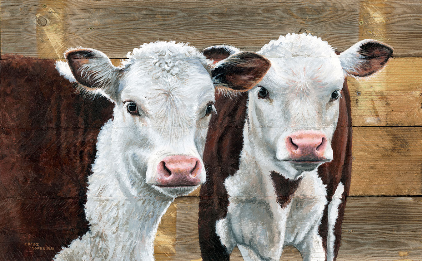 Hereford Calves