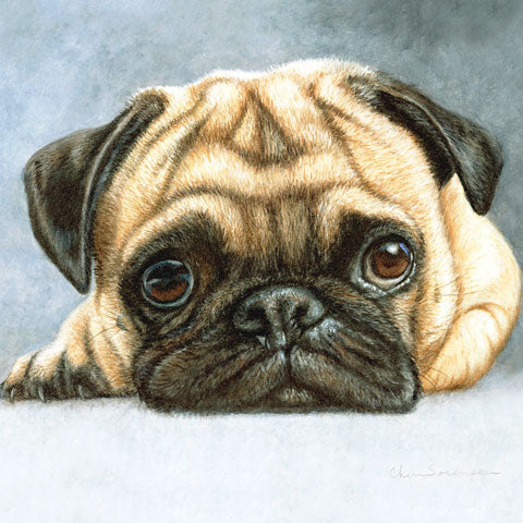Pug