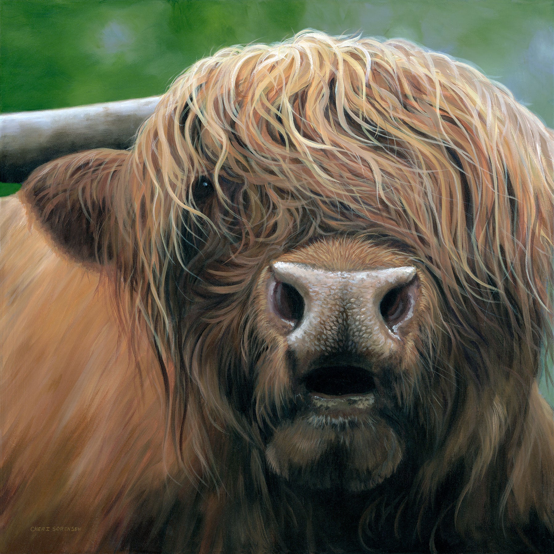 Scottish Highland