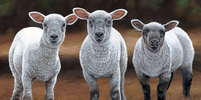 Sheep