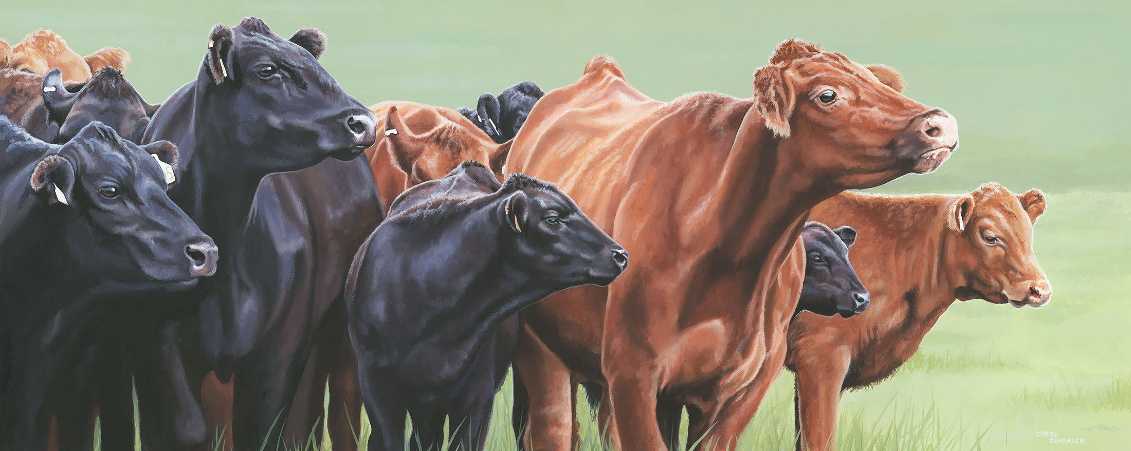 The Herd